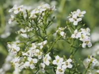 Tatarische-Meerkohl am Zeiserlberg